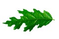 A leaf of a Euphorbiaceae plant that is uniquely shaped in green