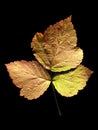 Leaf of European dewberry Royalty Free Stock Photo