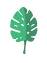 Leaf of an evergreen tropical liana. Vector image, icon