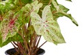 Leaf of exotic \'Caladium Miss Muffet\' houseplant