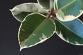 Leaf of exotic a `Ficus Elastica Variegata` rubber tree plant on black background