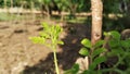 Leaf f green tree in the village