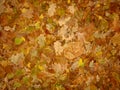 Leaf fall Royalty Free Stock Photo
