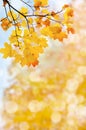 Leaf fall abstract background Royalty Free Stock Photo