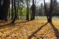 Leaf fall  in the autumn forest in backlit Royalty Free Stock Photo