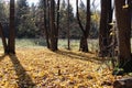 Leaf fall  in the autumn forest in backlit Royalty Free Stock Photo