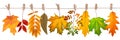 Leaf fall background, autumn leaves of different trees hang on a rope on clothespins on a white isolate