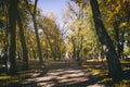 Leaf fall in the city park in autumn with maples. Landscape with maples and other trees. Vintage film aesthetic. Royalty Free Stock Photo