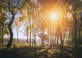 Leaf fall in the city park in autumn with maples. Landscape with maples and other trees. Vintage film aesthetic. Royalty Free Stock Photo