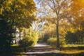 Leaf fall in the city park in autumn with maples. Landscape with maples and other trees. Vintage film aesthetic. Royalty Free Stock Photo