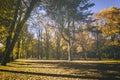 Leaf fall in the city park in autumn with maples. Landscape with maples and other trees. Vintage film aesthetic. Royalty Free Stock Photo