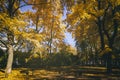 Leaf fall in the city park in autumn with maples. Landscape with maples and other trees. Vintage film aesthetic. Royalty Free Stock Photo