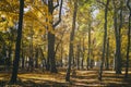 Leaf fall in the city park in autumn with maples. Landscape with maples and other trees. Vintage film aesthetic. Royalty Free Stock Photo