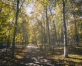 Leaf fall in the city park in autumn with maples. Landscape with maples and other trees. Vintage film aesthetic. Royalty Free Stock Photo