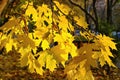 Leaf fall. Lush maple branch with bright yellow golden autumn leaves shining in bright sunshine on blurred park background. Royalty Free Stock Photo