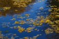 Leaf fall. Multicolor fallen  leaves on the water surface Royalty Free Stock Photo