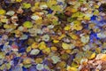 Leaf fall. Multicolor fallen leaves on the water surface Royalty Free Stock Photo