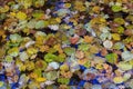 Leaf fall. Multicolor fallen leaves on the water surface Royalty Free Stock Photo