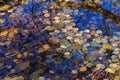Leaf fall. Multicolor fallen leaves on the water surface Royalty Free Stock Photo