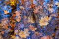 Leaf fall. Multicolor fallen leaves on the water surface Royalty Free Stock Photo