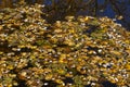 Leaf fall. Multicolor fallen yellow leaves on the water surface Royalty Free Stock Photo