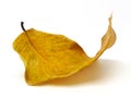 When the leaf fall off the tree. Leaf turn yellow and curl up. Isolated on white background. Nature texture. Close up.