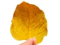When the leaf fall off the tree. Leaf turn yellow and curl up. Isolated on white background. Nature texture. Close up. Royalty Free Stock Photo