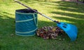 Leaf fall and removal in autumn, rake leaves on a meadow with rakes in the garden