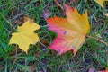 Leaf fall. Two fallen colorful yellow, golden red maple leaves on the green grass lawn. Bright autumn foliage. Royalty Free Stock Photo