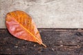 Leaf fall on wood board Royalty Free Stock Photo