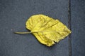 Leaf fall. yellow leaf. autumn. paving stone background. relief texture Royalty Free Stock Photo