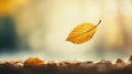 a leaf falling gently to the ground, with its descent captured Royalty Free Stock Photo