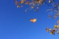 Leaf falling from tree in autumn with moon in daytime sky. Royalty Free Stock Photo