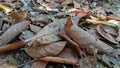 Leaves fall on wet soil Royalty Free Stock Photo