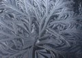 Leaf/Feather Pattern Created by Frost on Black Paint
