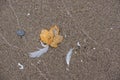 Leaf, Feather, Sand Royalty Free Stock Photo