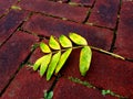 a leaf fell to the ground