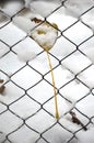 leaf in the fence in winter in the snow Royalty Free Stock Photo