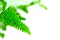 Leaf fern closeup, selective focus Royalty Free Stock Photo