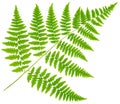 Leaf fern isolated on white background Royalty Free Stock Photo