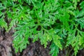 Leaf of fern shrubs,moss