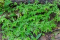 Leaf of fern shrubs,moss