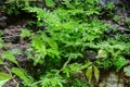 Leaf of fern shrubs,moss