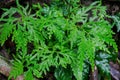 Leaf of fern shrubs,moss