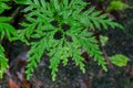 Leaf of fern shrubs,moss