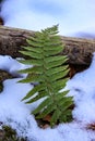 A Leaf Of Fern Sticking Out From Under The Snow. Snow In The Background. Fern In The Woods. The Forest