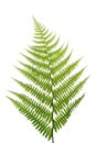 Leaf of a fern on a white Royalty Free Stock Photo