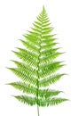 Leaf of a fern on a white Royalty Free Stock Photo