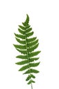 Leaf fern