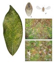 Leaf of ficus, damaged by scale insects Royalty Free Stock Photo